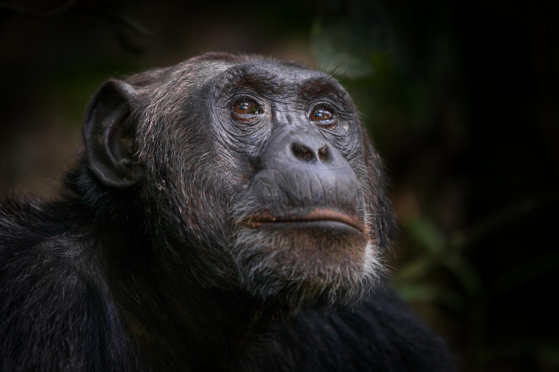 07 Oeganda, Kibale Forest, chimpansee.jpg
